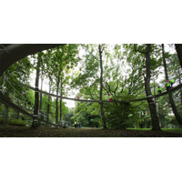 A Path in the Forest