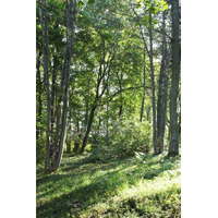 A Path in the Forest