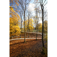 A Path in the Forest